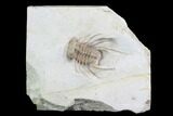 Rare, Spiny Ceratonurus Trilobite - Oklahoma #94671-1